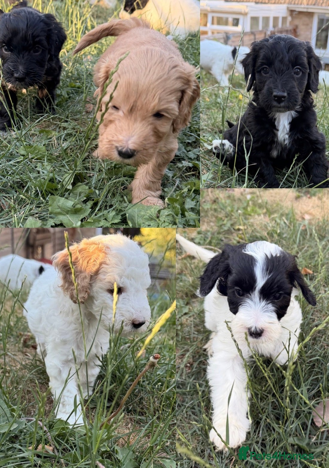 Australian Labradoodle dogs 8 Gorgeous Australian labradoodle puppies - Advert 1