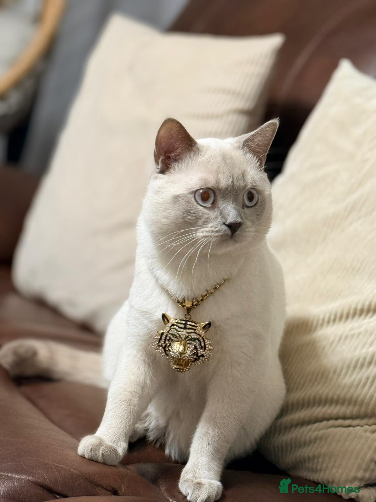 British Shorthair cats Pedigree White British Shorthair - Colourpoint BSH - Advert 3