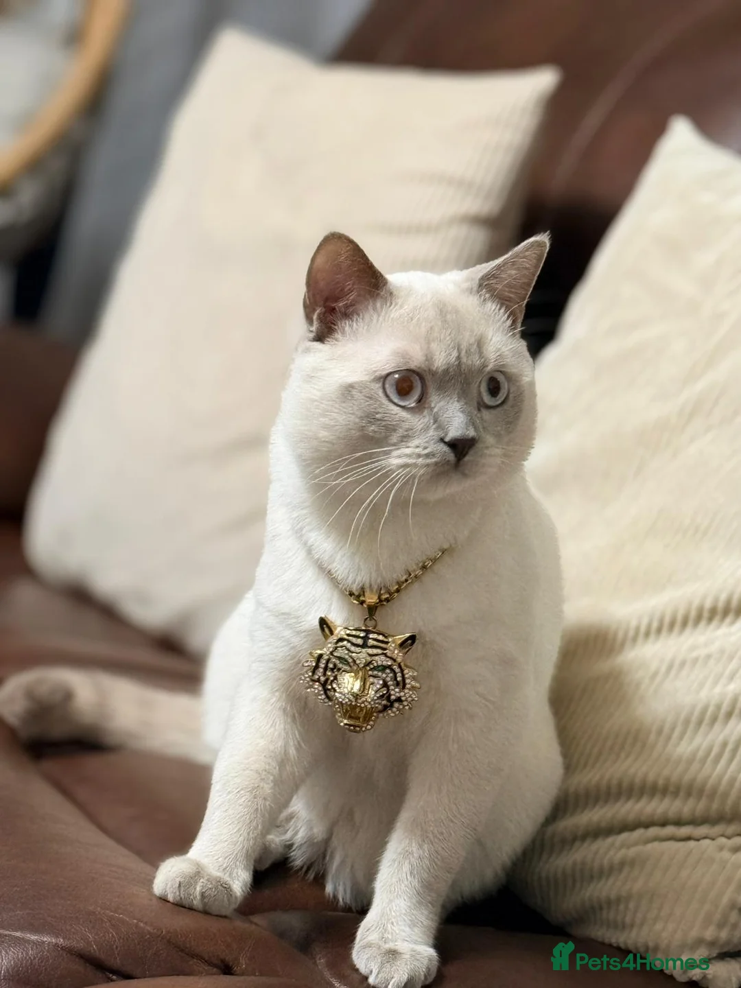 British Shorthair cats for stud: Pedigree White British Shorthair - Colourpoint BSH - Advert 1