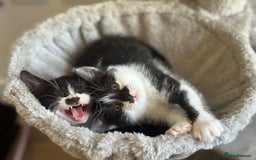 Mixed Breed cats for sale: 🐾 Adorable British Shorthair Mix Kittens 🐾 - Image 10