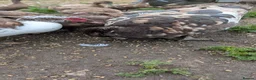 Ducks poultry for sale: 3 Muscovy Drakes - chocolate/pied markings in Bradford - Advert 3