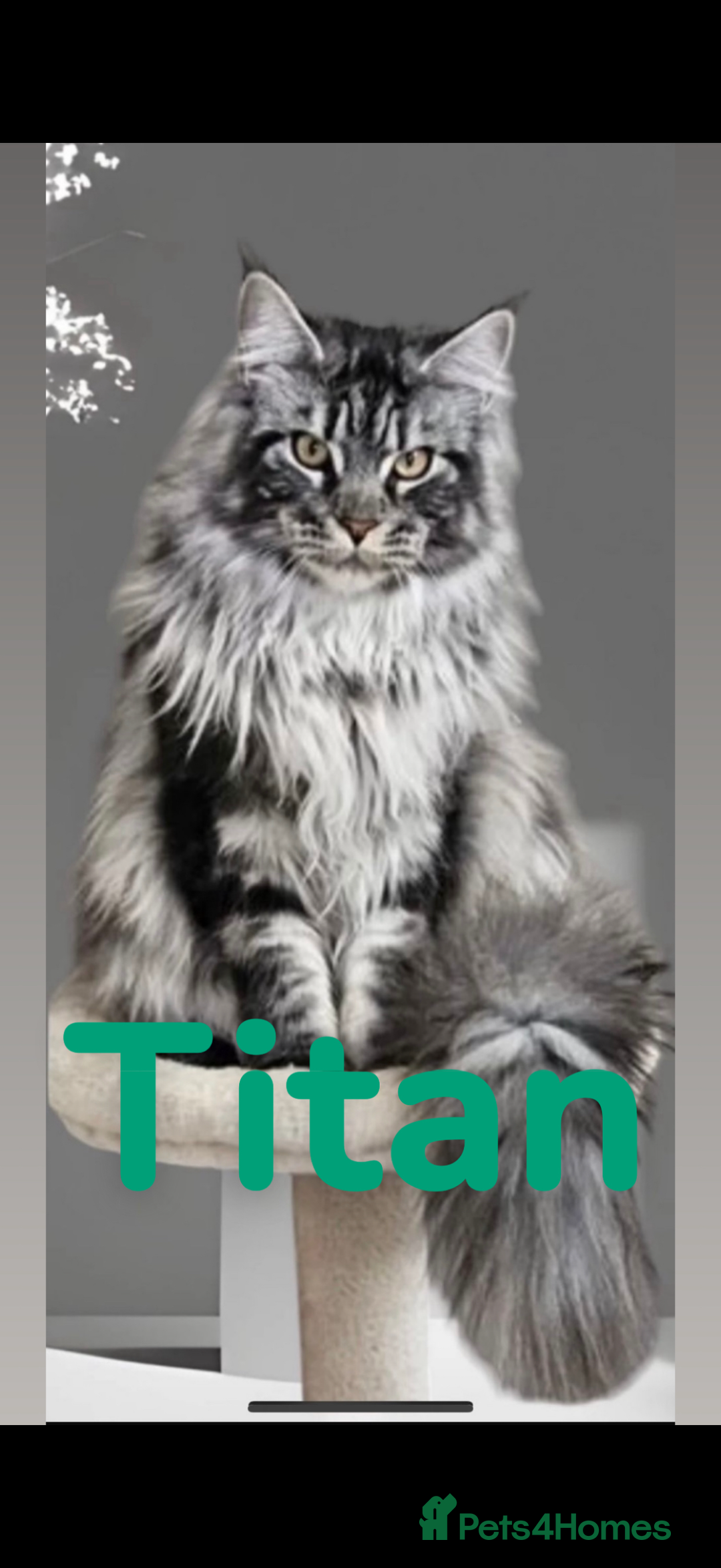 Maine Coon cats for sale: Outstanding pedigree kittens ACTIVE - Advert 19