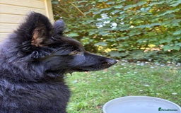 German Shepherd dogs for sale: Dark German Shepherd Females - Image 9