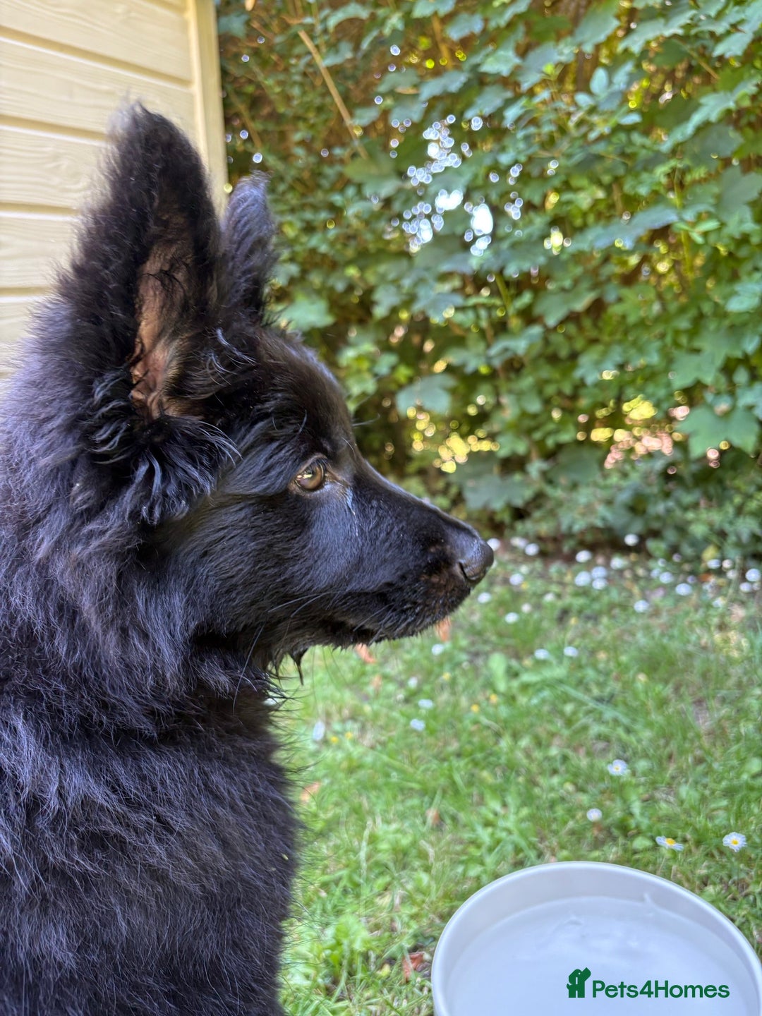 German Shepherd dogs for sale: Dark German Shepherd Females - Image 9