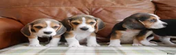 Beagle dogs for sale: Quality Health Tested Beagle Puppies - Advert 6