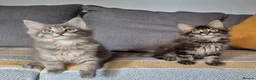 Maine Coon cats for sale: Maine coon kittens  - Advert 16