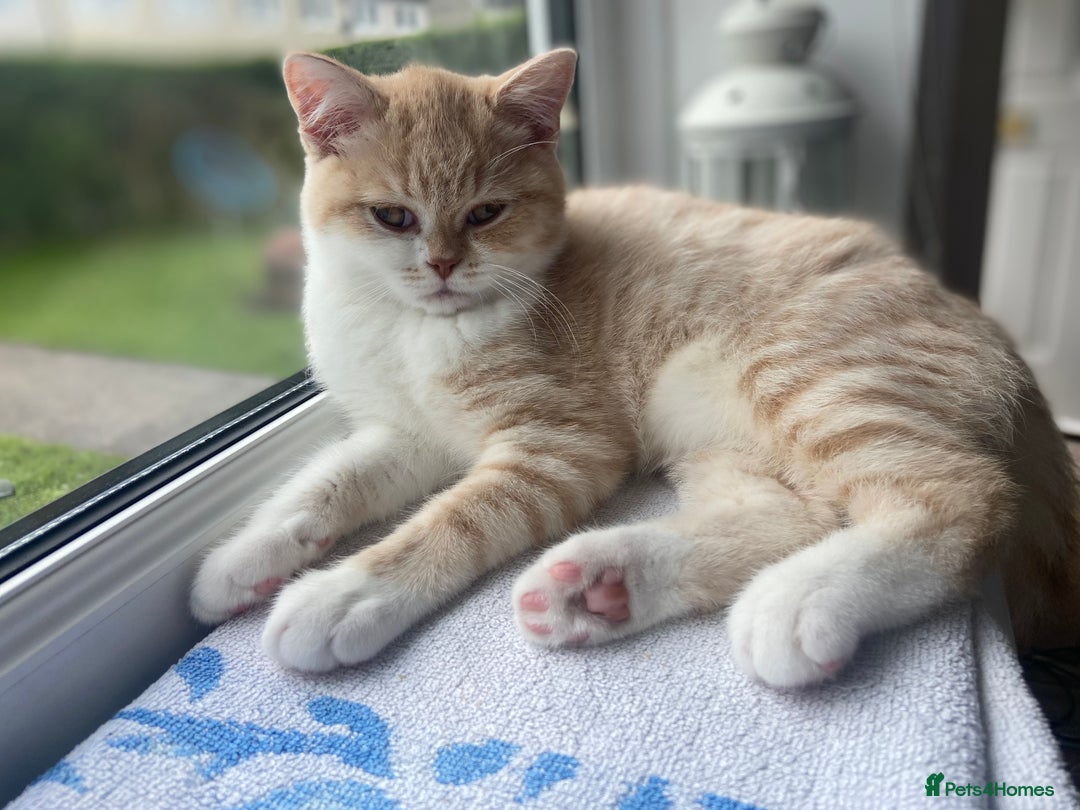British Shorthair cats for sale: British shorthair kitten's,Blackburn  in Blackburn - Image 3