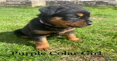 Rottweiler dogs - Advert 11