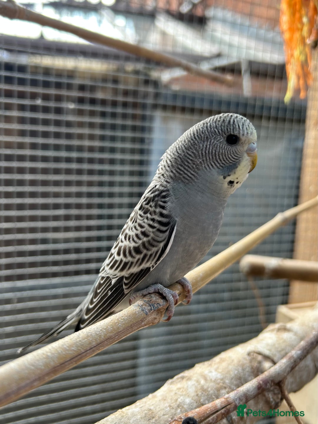 Budgerigars birds for sale: Beautiful Baby Budgies - Image 2