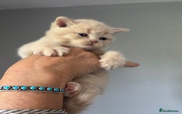 British Shorthair cats for sale: 🌟GCCF Registered Kittens, Ready 21st August🌟 in Abergavenny - Image 15