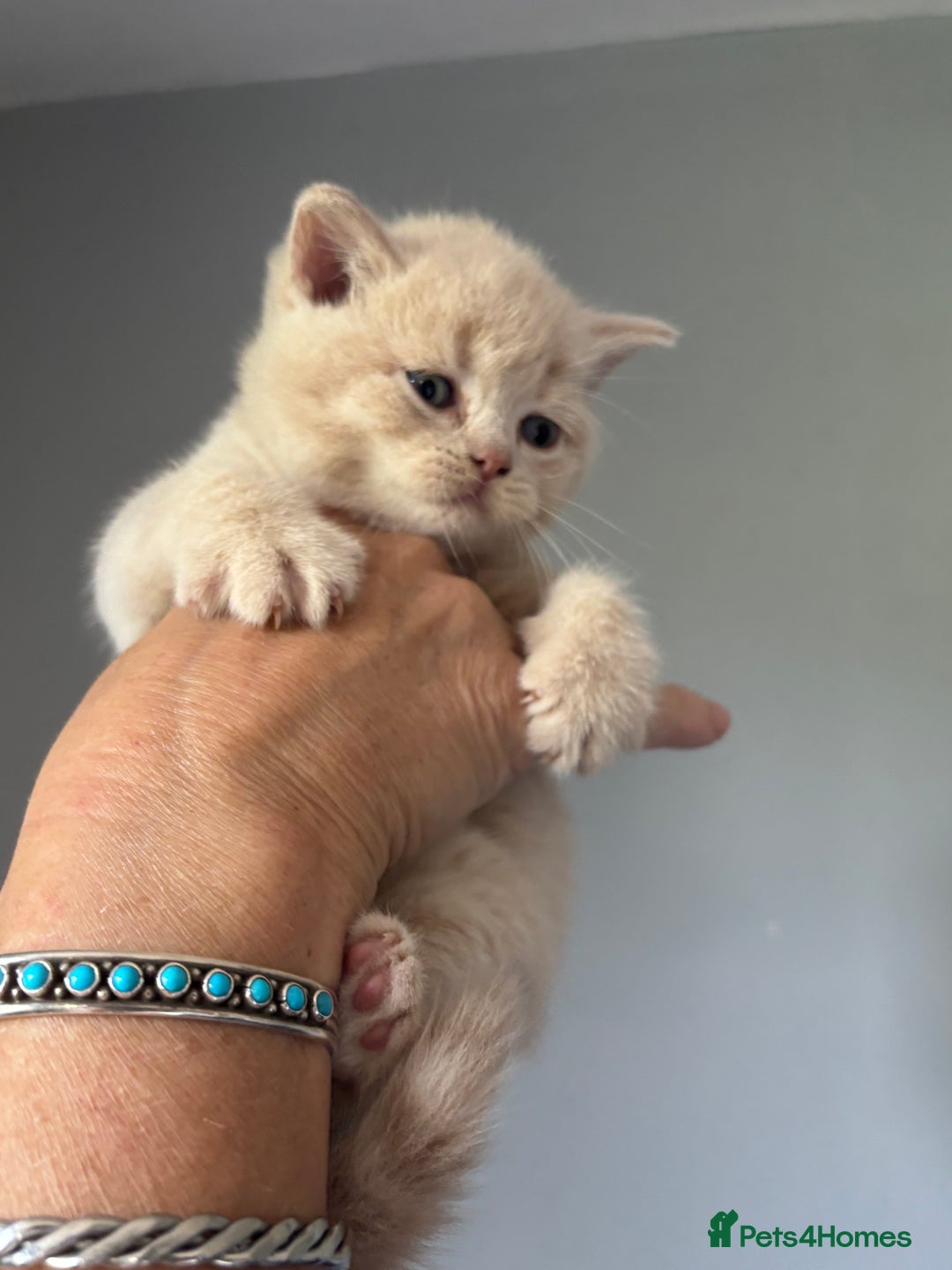 British Shorthair cats for sale: 🌟GCCF Registered Kittens, Ready 21st August🌟 in Abergavenny - Image 15