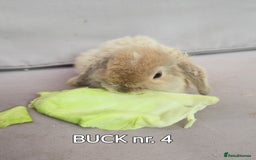 Mini Lop rabbits for sale: CUTE MINI-LOPS - Image 11