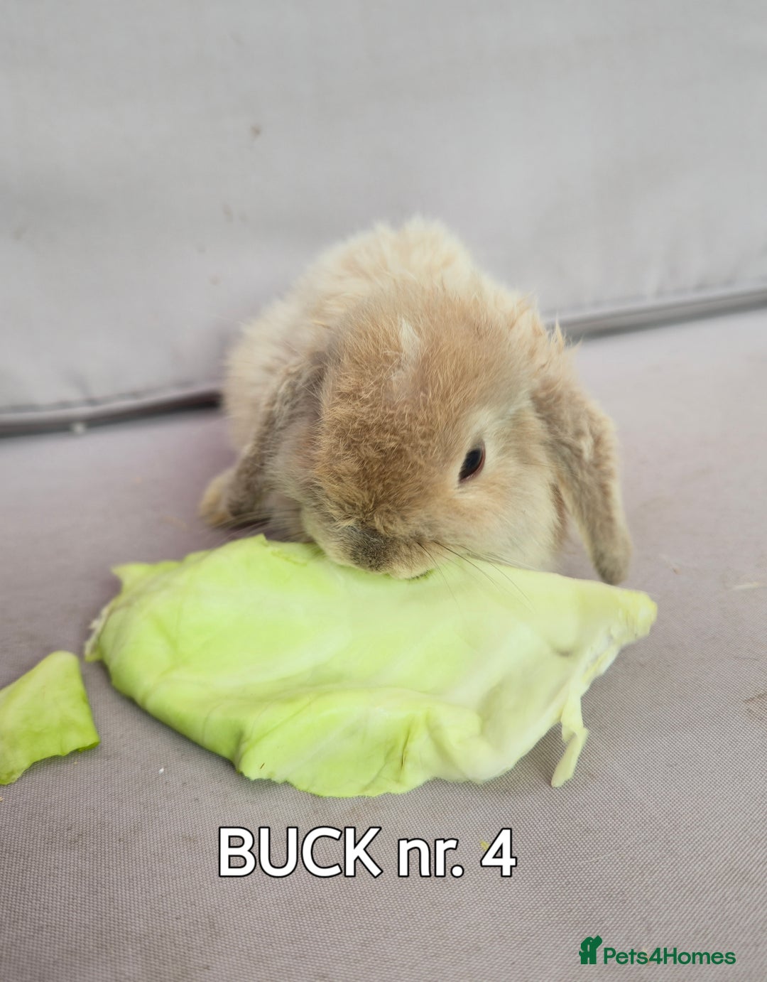 Mini Lop rabbits for sale: CUTE MINI-LOPS - Image 11