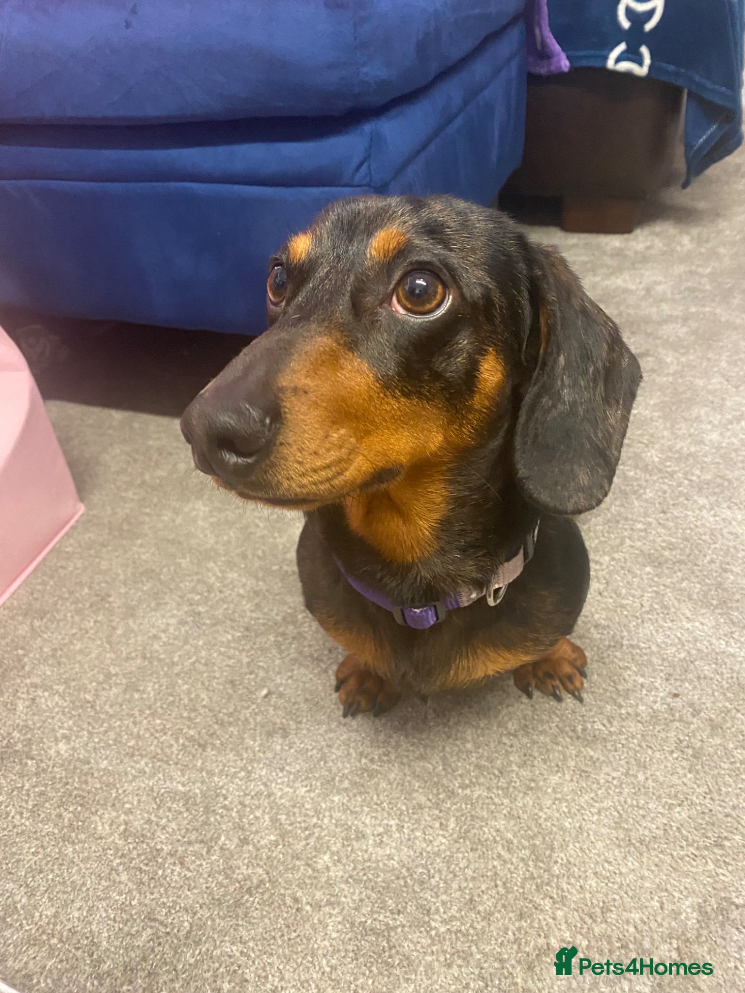 Dachshund dogs Miniature dachshund  - Advert 7