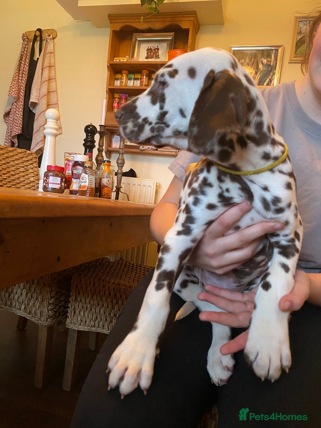 Dalmatian dogs for sale: Absolutely stunning liver puppy  - Image 36