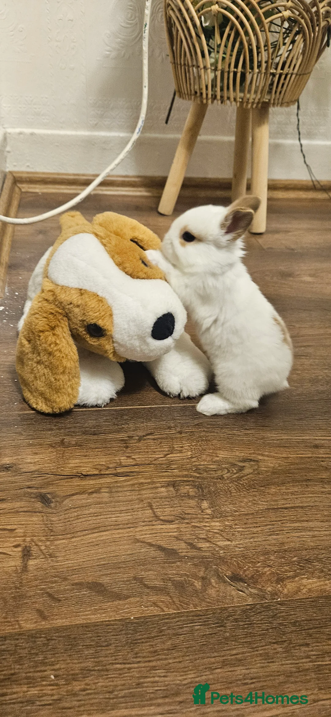 Mixed Breed rabbits for sale: They are 3 weeks and 5 weeks old  - Advert 3