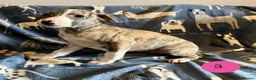 Whippet dogs for sale: KC Reg Whippet Puppies - Advert 8
