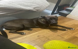 Mixed Breed dogs for sale: Cane Corso Cross  - Image 7