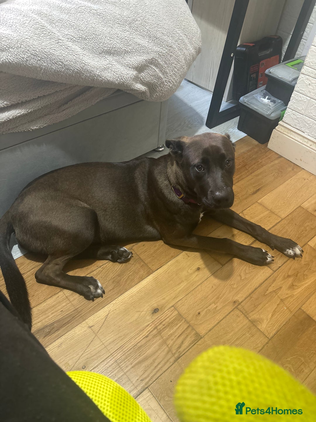 Mixed Breed dogs for sale: Cane Corso Cross  - Image 7