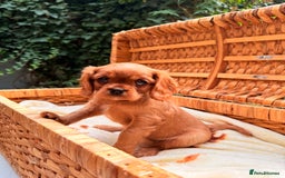 Cavalier King Charles Spaniel dogs for sale: Quality KC Health Tested Ruby CKCS Pups For  Sale - Image 6