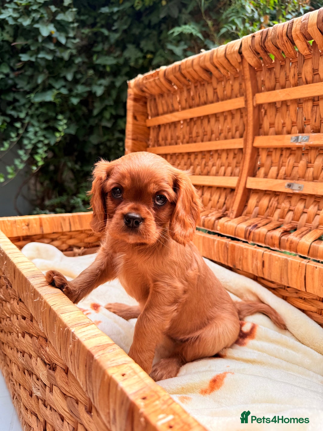 Cavalier King Charles Spaniel dogs for sale: Quality KC Health Tested Ruby CKCS Pups For  Sale - Image 6