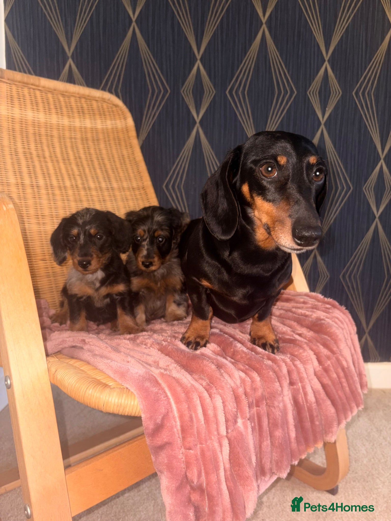 Doxiepoo dogs for sale: Doxiepoo Puppies  - Advert 1
