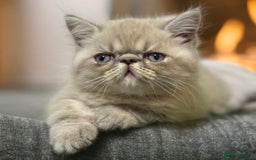 Persian cats for sale: ⭐️ Exceptional Persian x Exotic Kittens ⭐️ - Advert 1