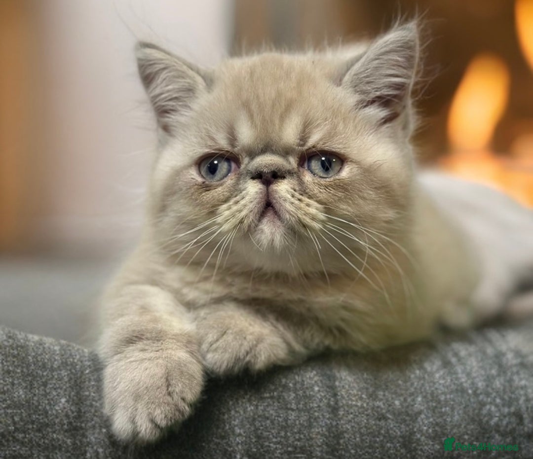 Persian cats for sale: ⭐️ Exceptional Persian x Exotic Kittens ⭐️ - Advert 1