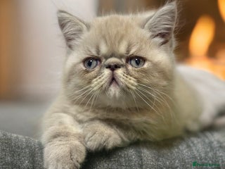 Persian cats ⭐️ Exceptional Persian x Exotic Kittens ⭐️ - Advert 1