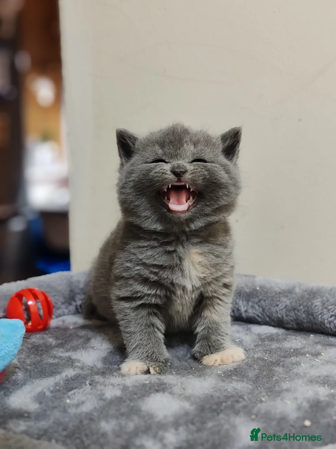 Scottish Fold cats for sale: Adorable Scottish Fold kittens - Advert 17