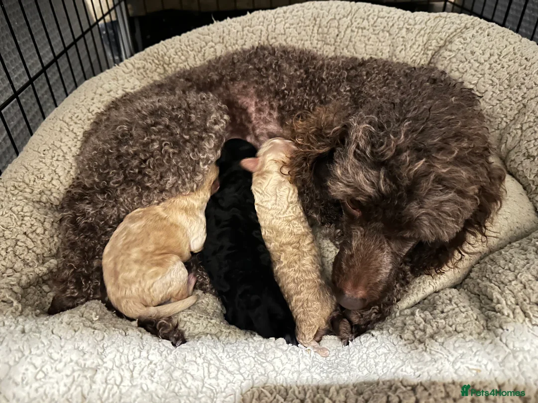 Miniature Poodle dogs for sale: Pedigree club registered 3 Miniature poodles!  - Advert 26