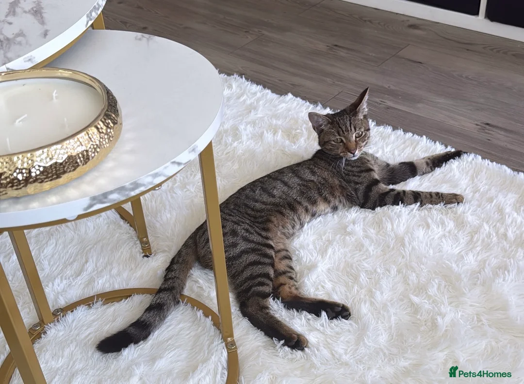 Mixed Breed cats for sale: Male tabby cat  - Advert 5