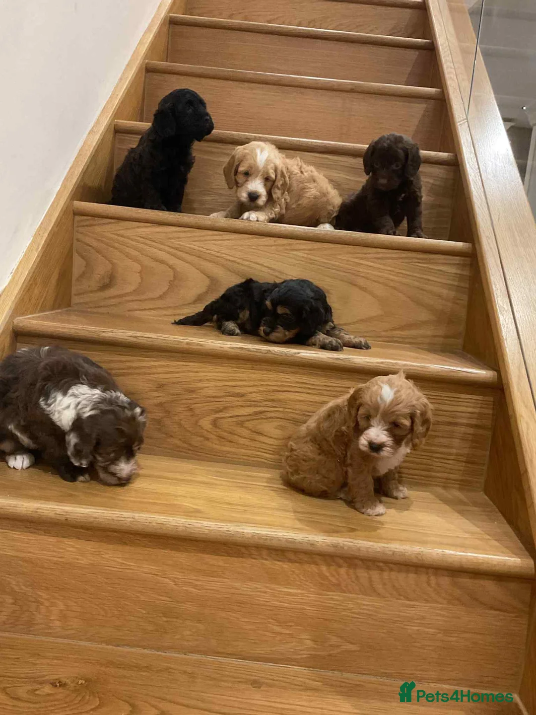 Cavapoo dogs for sale: Cavapoos f1 boys and girls  - Advert 7