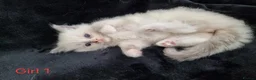 Ragdoll cats for sale: 4 Beautiful Ragdoll Kittens 🐯🌷🐯🪻🐯 - Advert 8