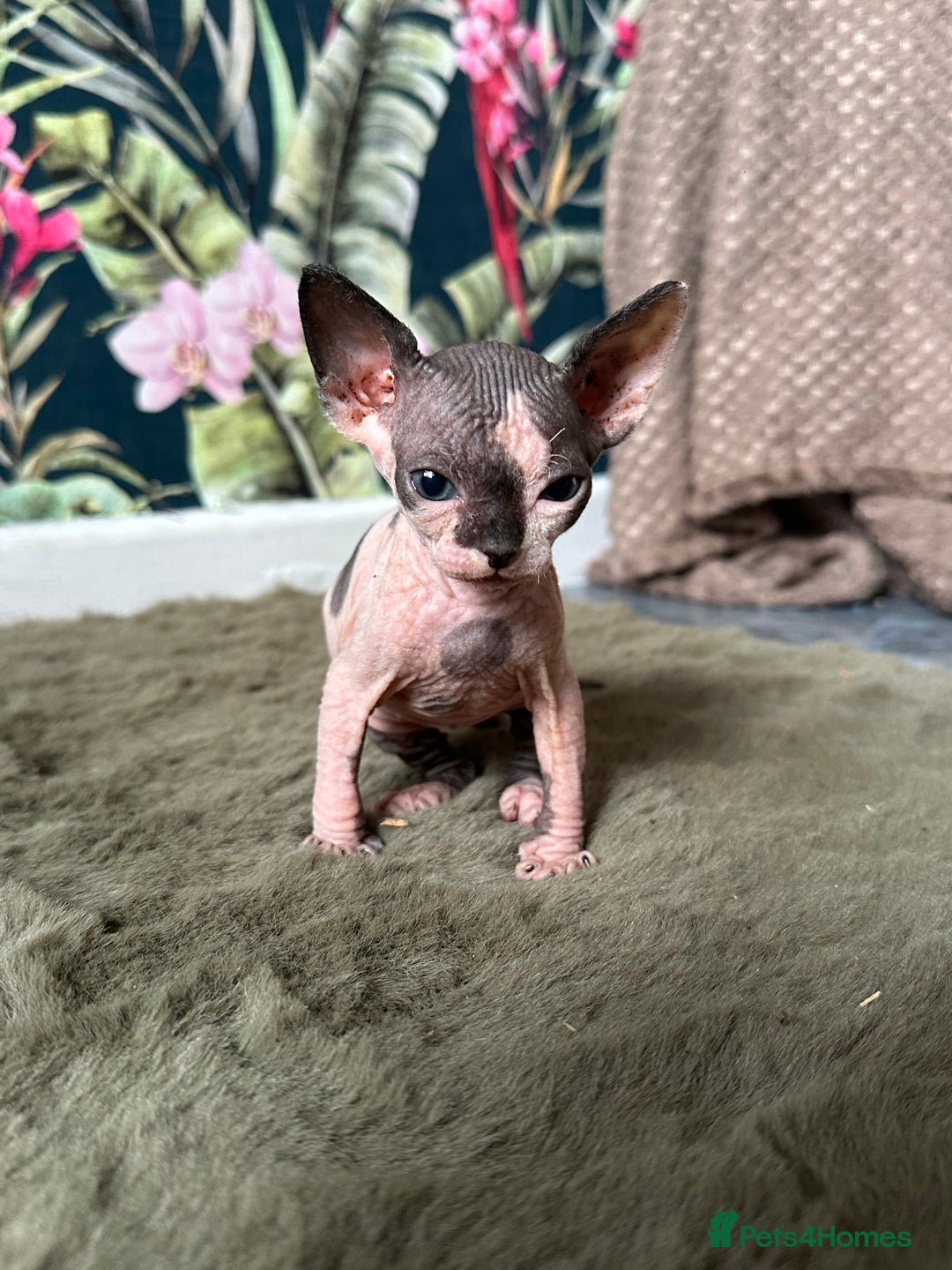 Sphynx cats for sale:  6 Beautiful Sphynx Kittens Ready Soon – 5★ - Image 22