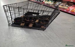 Rottweiler dogs for sale: Rottweiler puppies - Image 3