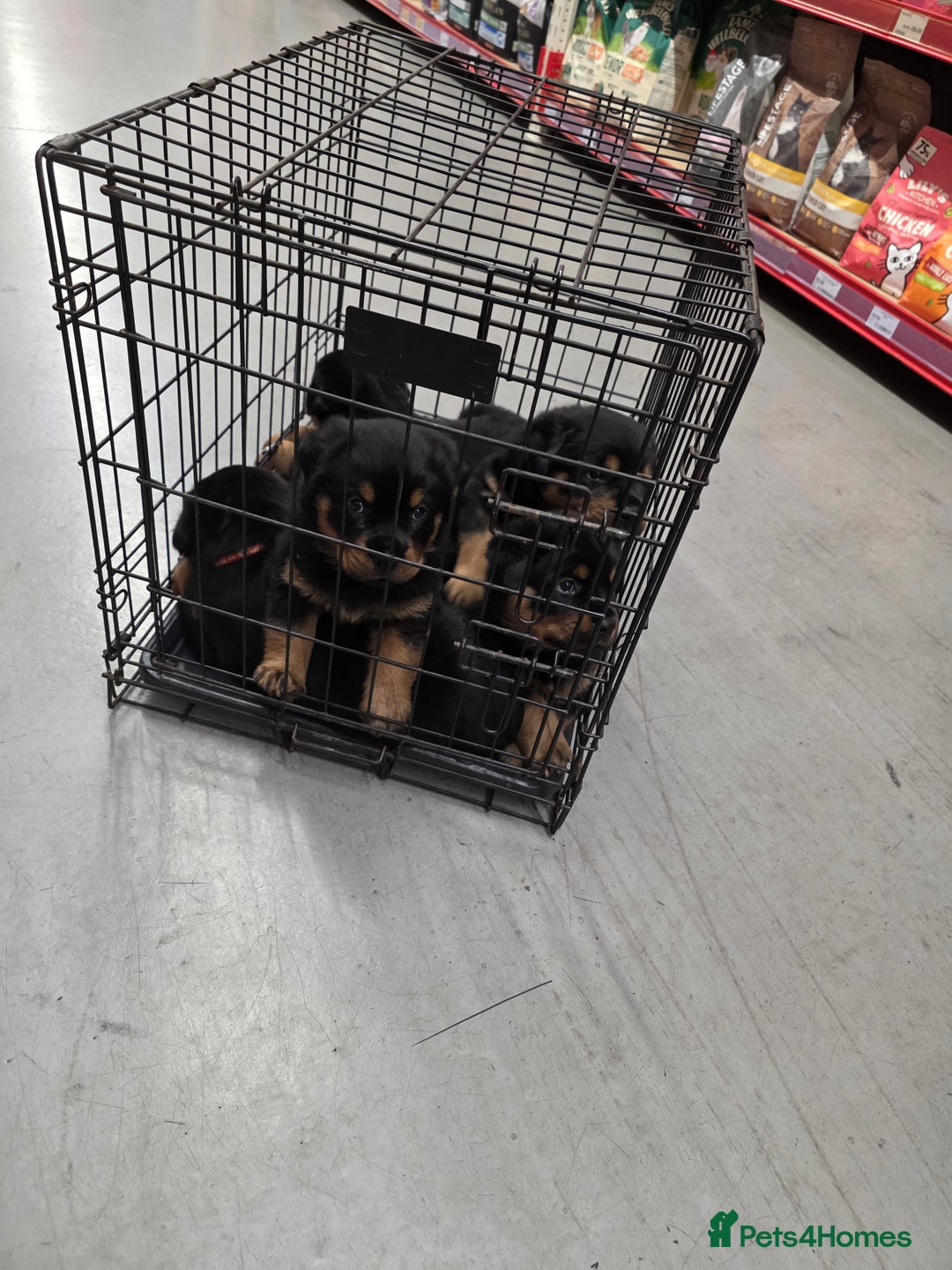 Rottweiler dogs for sale: Rottweiler puppies - Image 3