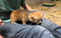 British Shorthair cats for sale: Beautiful litter of adorable kittens - Image 10