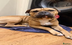Mixed Breed dogs for sale: German Shepherd cross American bulldog puppies - Image 6