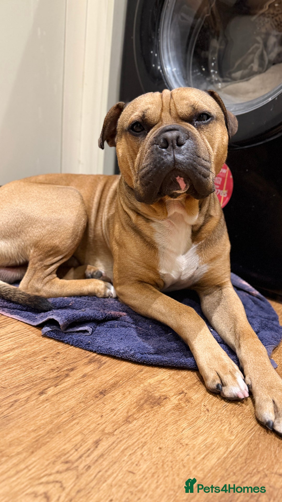 Mixed Breed dogs for sale: German Shepherd cross American bulldog puppies - Image 6
