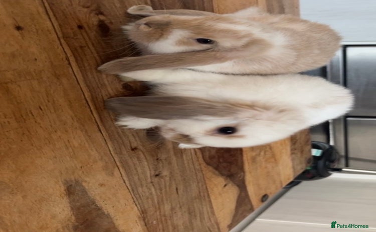Mini Lop rabbits - Advert 12