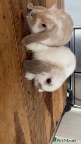 Mini Lop rabbits - Advert 7
