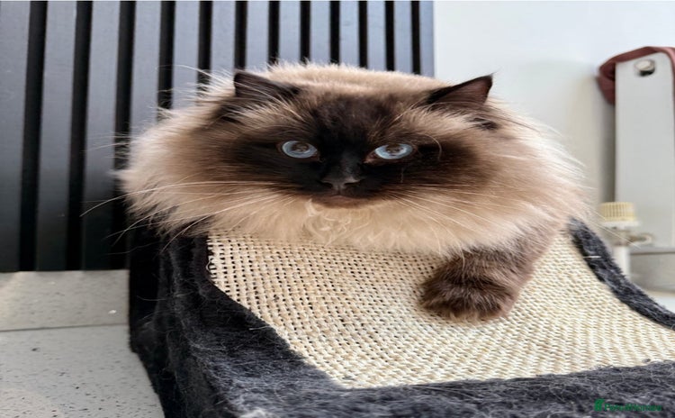 Ragdoll cats - Advert 8