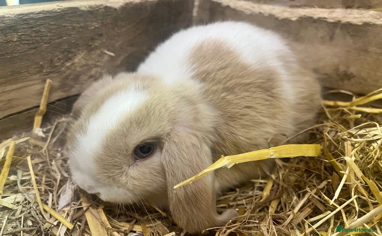 Mini Lop rabbits - Advert 1