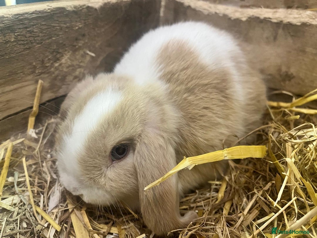 Mini Lop rabbits for sale: 2 Female Minilop Babies for sale £100 for the pair - Image 1