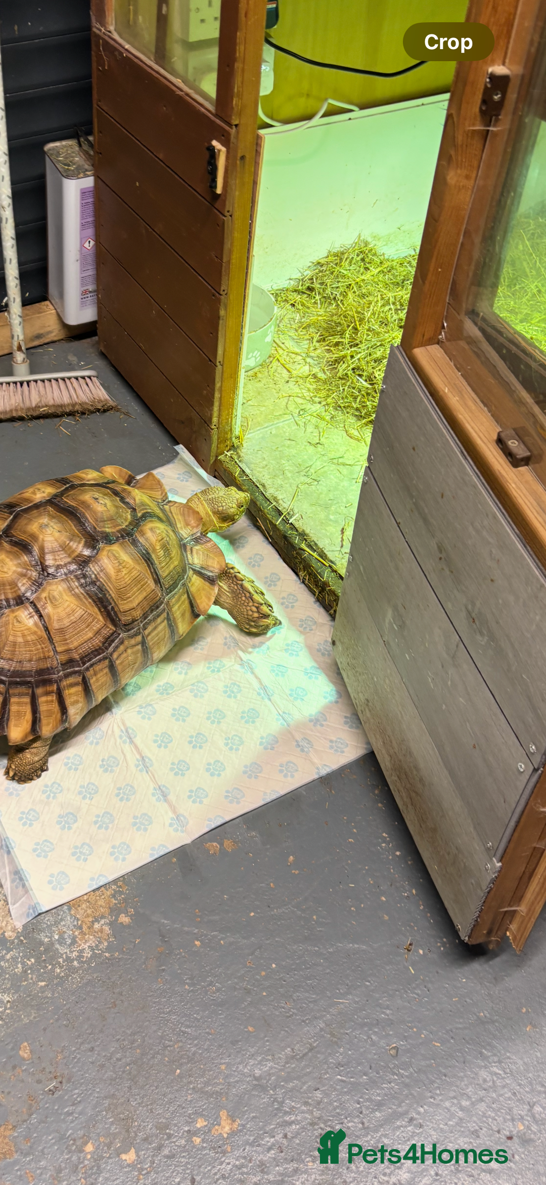 Tortoise reptiles for sale: Sulcata tortoise  - Advert 4