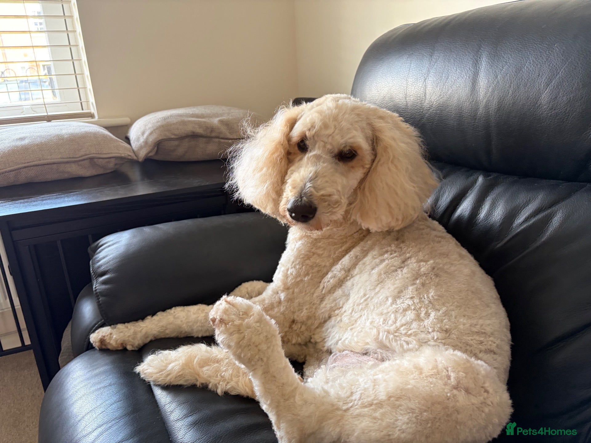 Standard Poodle dogs Standard Poodle - Looking for a forever home - Advert 7