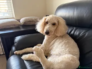 Standard Poodle dogs Standard Poodle - Looking for a forever home - Advert 1