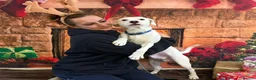 Mixed Breed dogs for adoption: Aspen (deaf puppy needing a special home) in Bude - Advert 20
