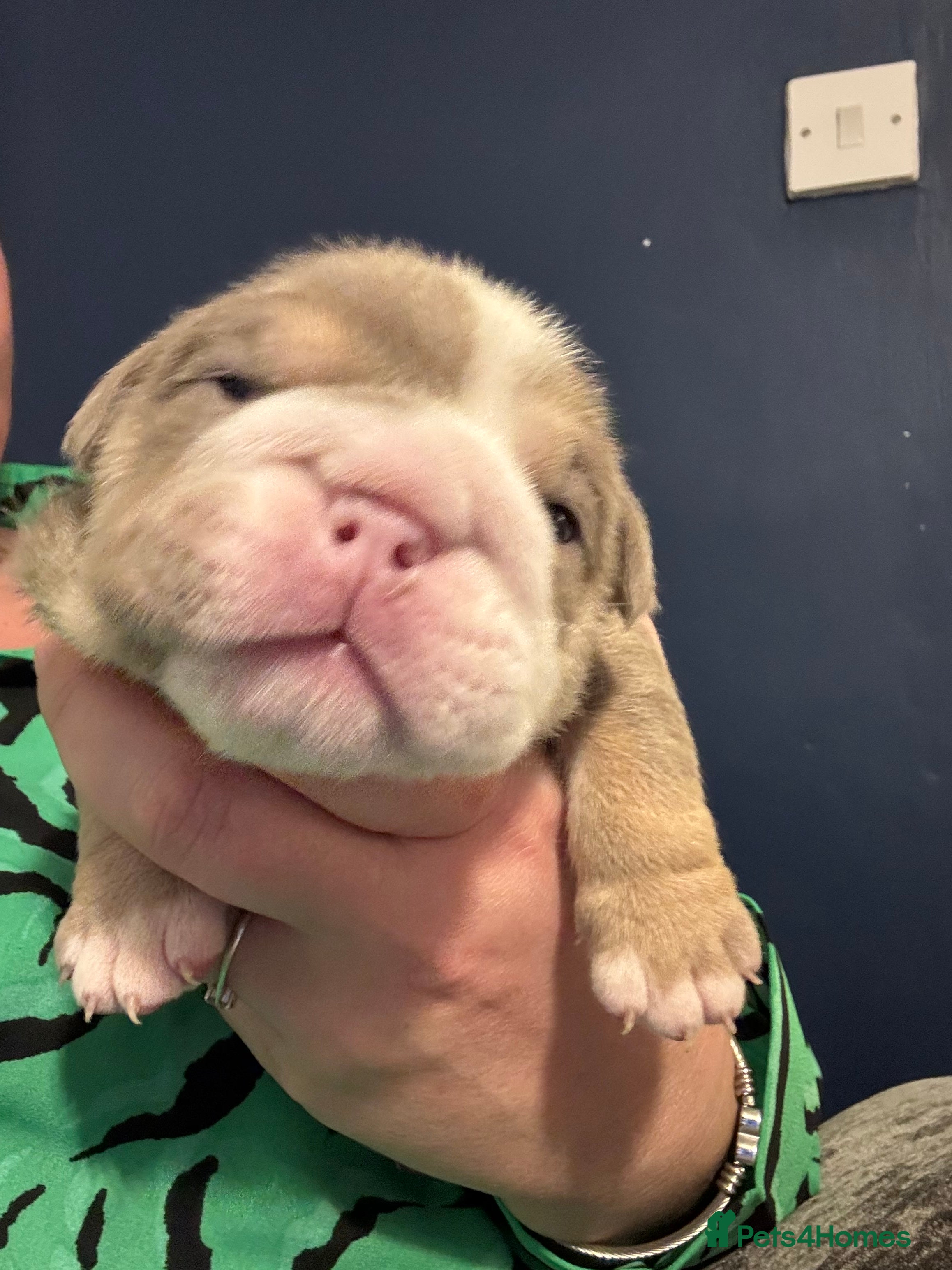 English Bulldog dogs 4 beautiful strong puppies - Advert 16